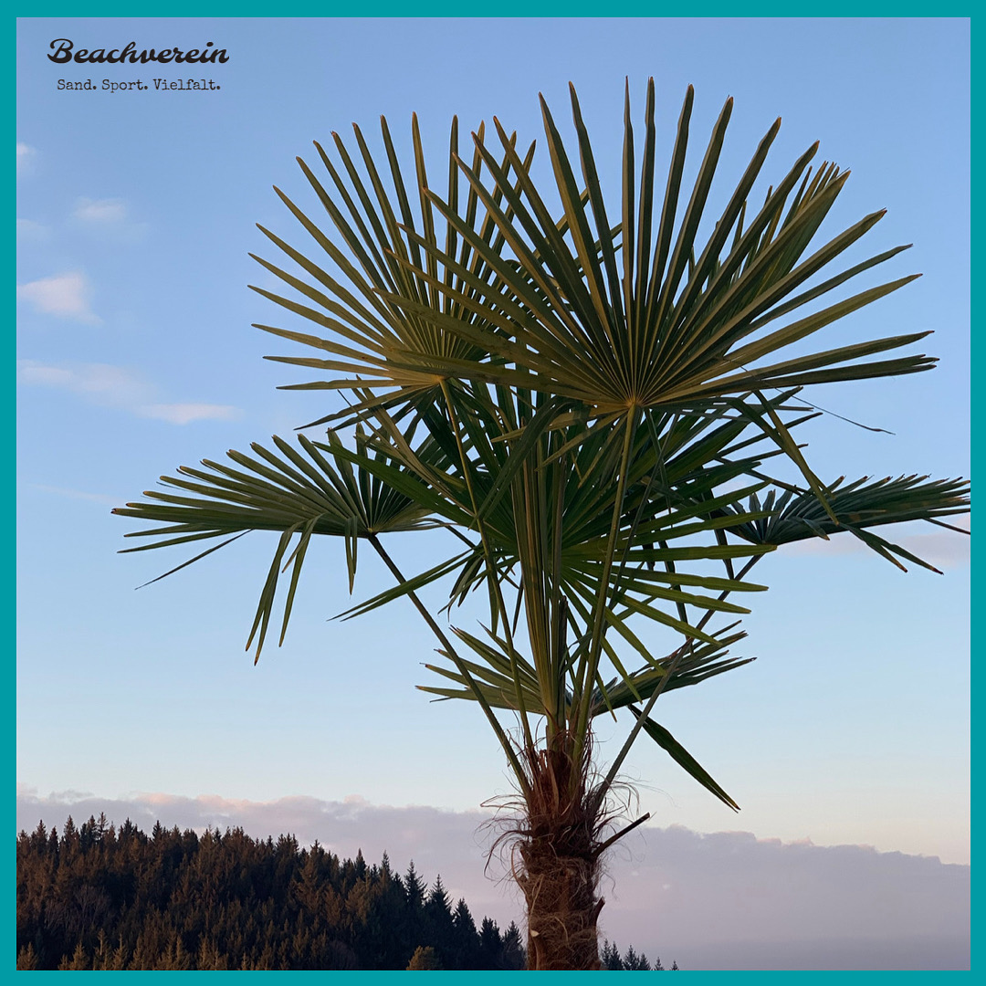 Palmwedel