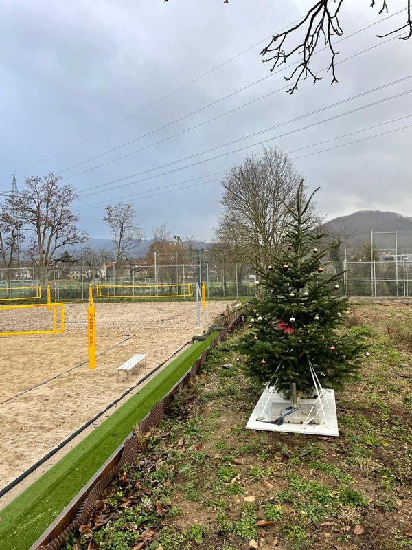 Weihnachtsbaum an der Palme